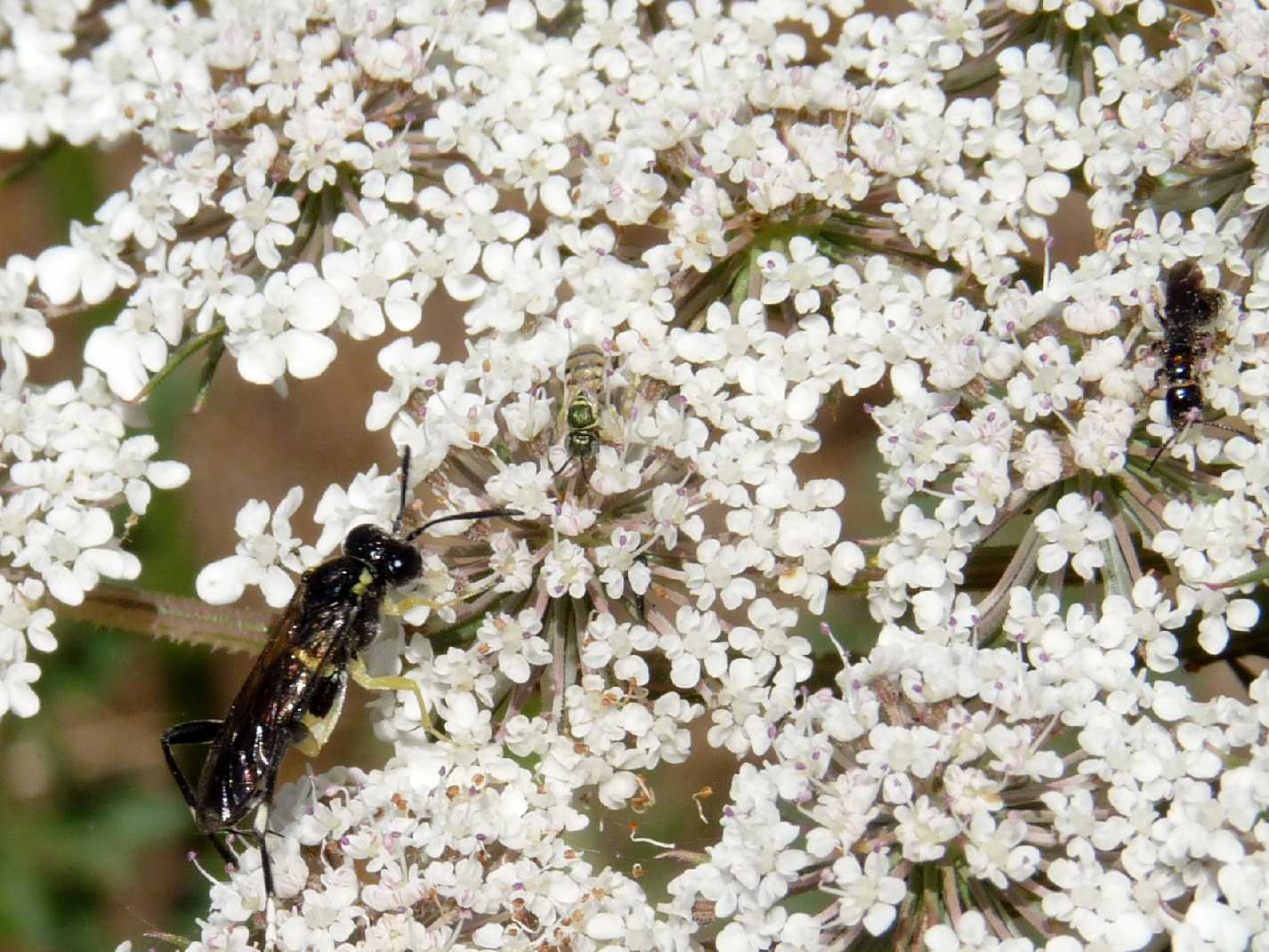 Microimenottero: Nomioides sp. (Apidae Halictinae)